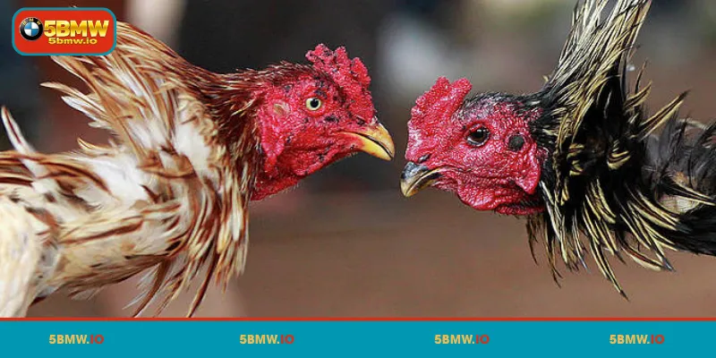 An Overview of 5BMW Cockfighting